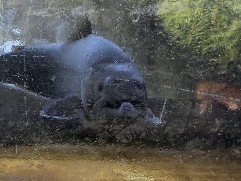 産卵期が近づき下顎の先端が上向きに曲がってきたオスの岩魚