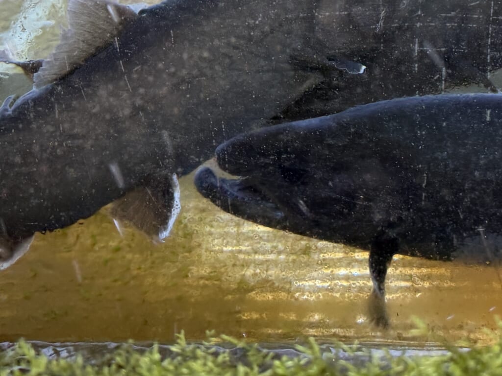 産卵期が近づき下顎の先端が上向きに曲がったオスの岩魚の横顔