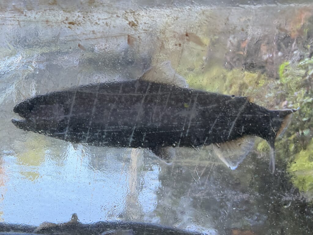 産卵期が近づき腹部を中心に体型が丸くなってきたメスの岩魚
