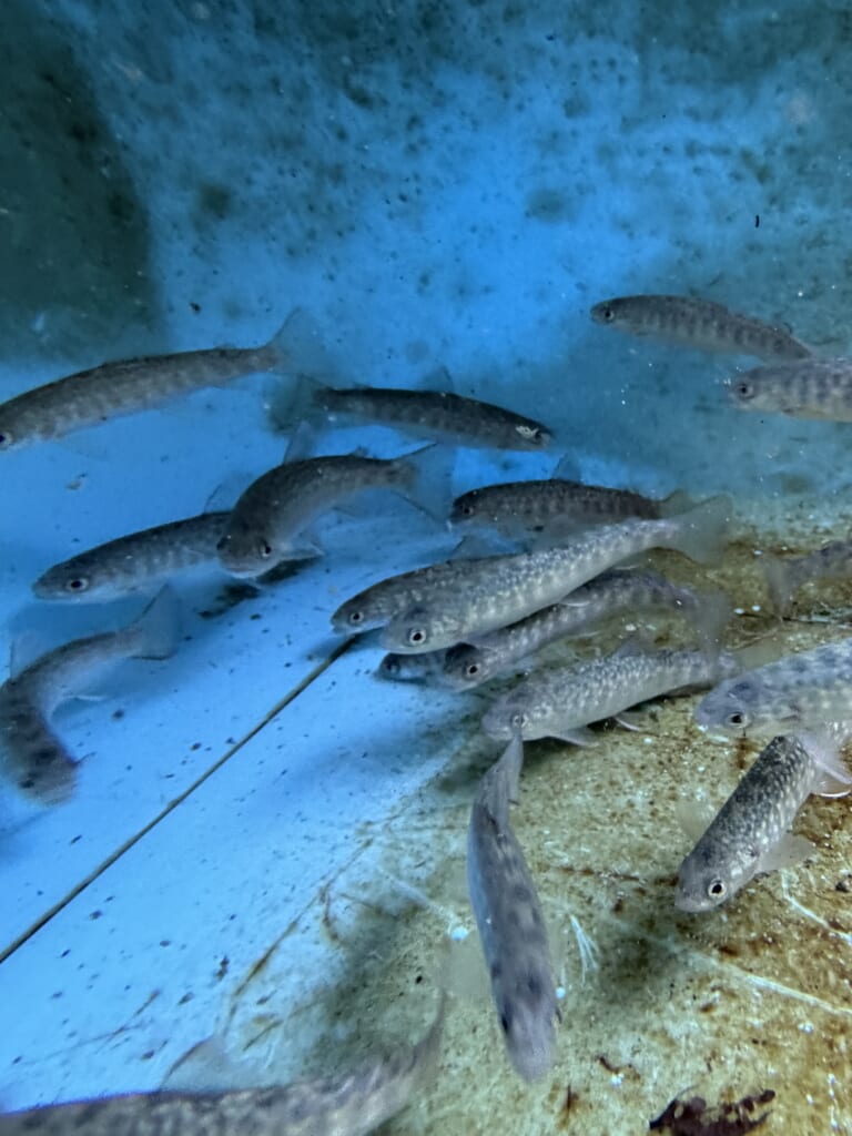 人工授精で生まれた若い岩魚たち。親魚のような明確な雌雄差はまだ見られない
