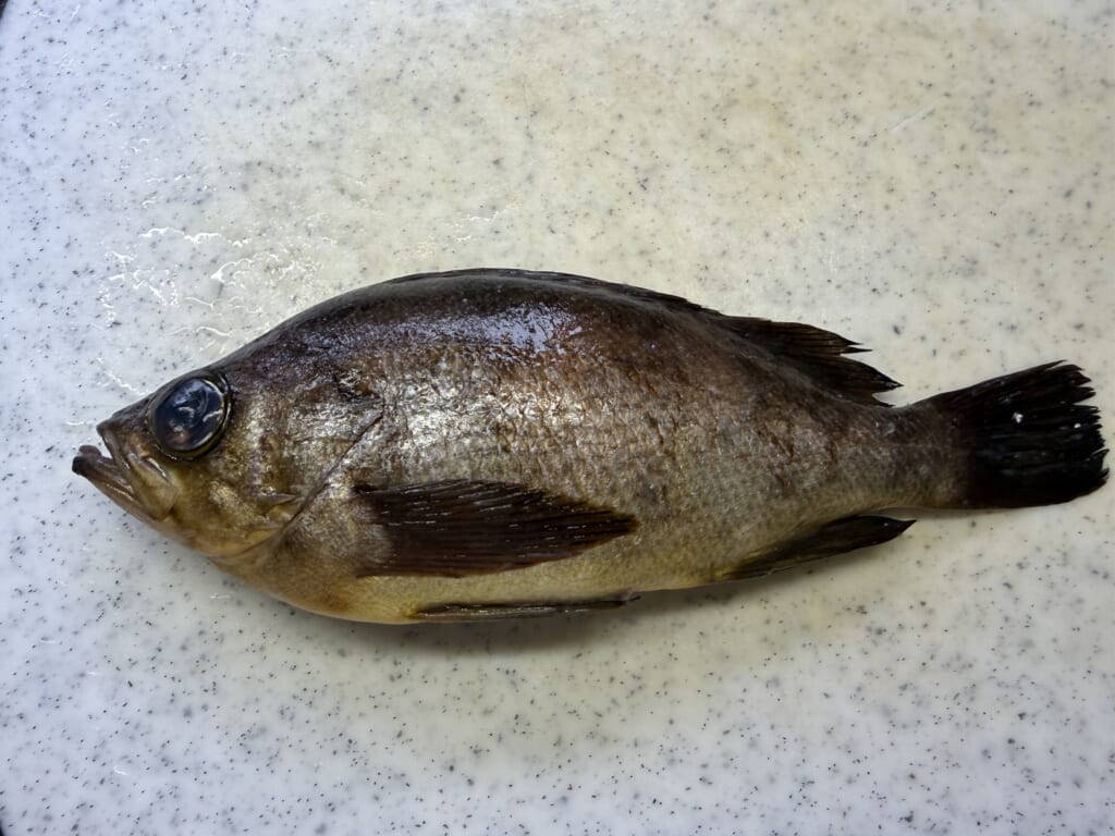 10月に購入した約25cmの天然クロメバルと思われる魚の全体写真