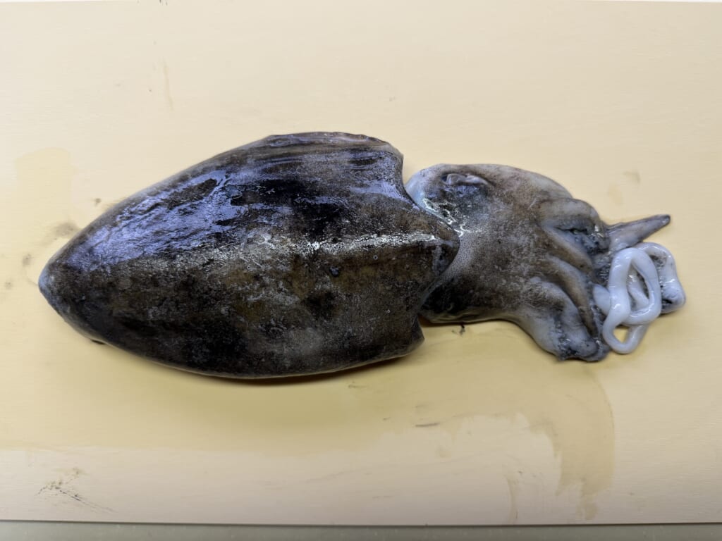 新湊産のコウイカの全体像。幅広い胴体と短い足が特徴