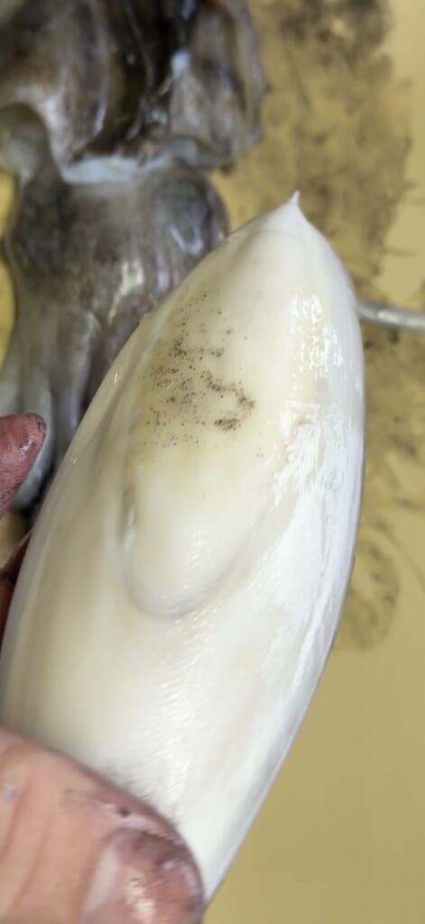 コウイカの胴体から取り出した硬い甲